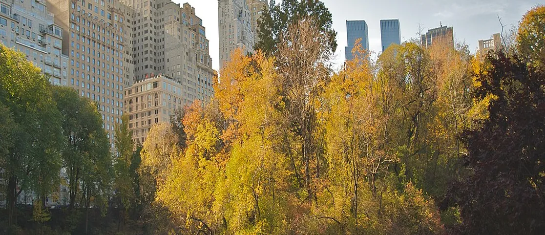 Scenic autumn foliage over Central Park Pond with golden trees and Manhattan skyline in background