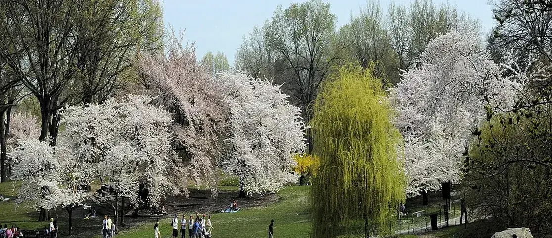 Blooming pink cherry blossom trees framing the calm waters of Central Park lake with classic rowboats on a crisp spring morning