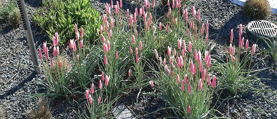 Spring flowers and perennial plantings along the elevated High Line in Manhattan