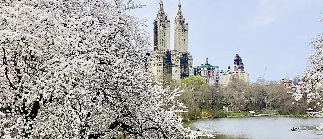 Central Park cherry blossoms in full bloom with visitors walking along the park path