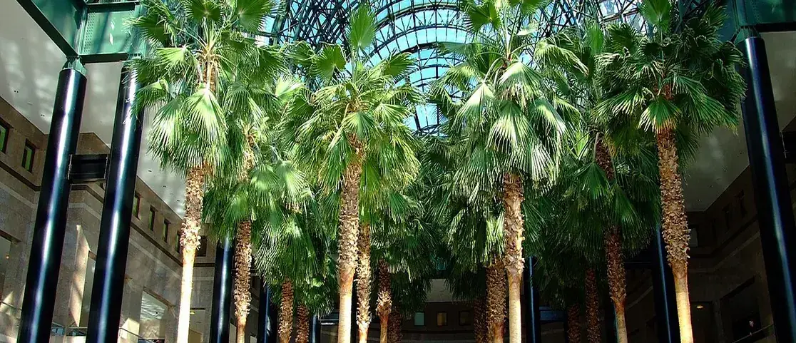 The soaring glass atrium of Brookfield Place Winter Garden with sixteen giant palm trees and panoramic views of the Hudson River